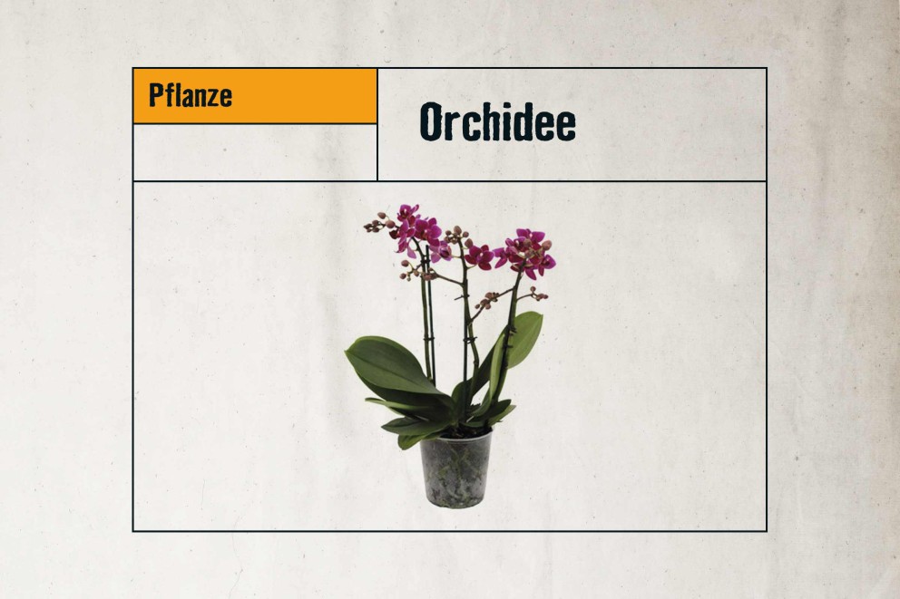 
				pflegeleichte zimmerpflanzen orchidee

			