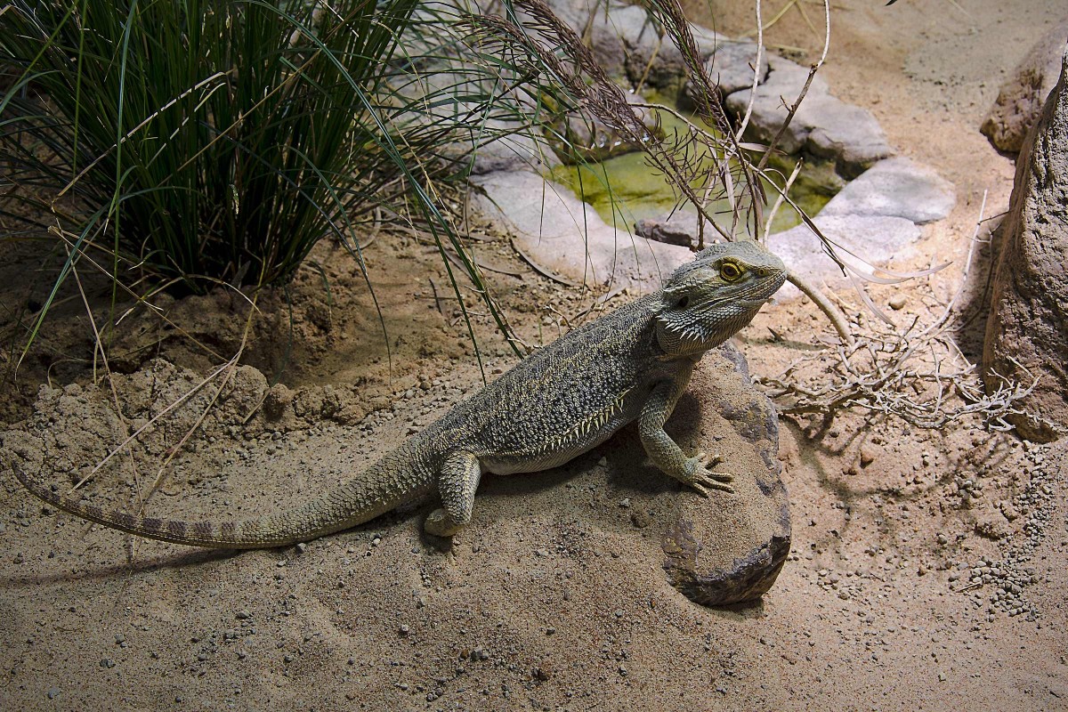 Terrarientiere halten HORNBACH