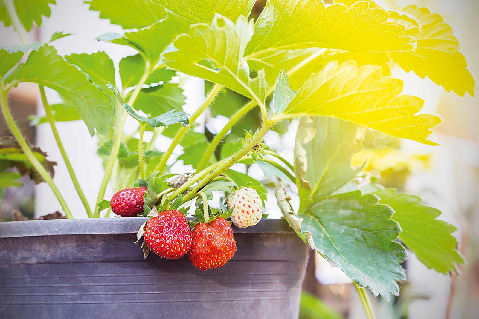 Erdbeeren pflanzen HORNBACH