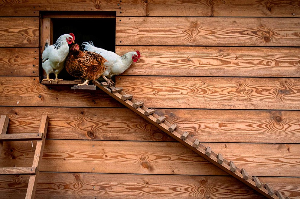Hühnerstall aus Holz mit Leiter und Hühnern
