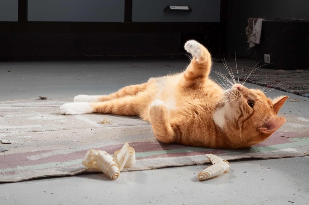 Katzen erziehen Katzen erziehen