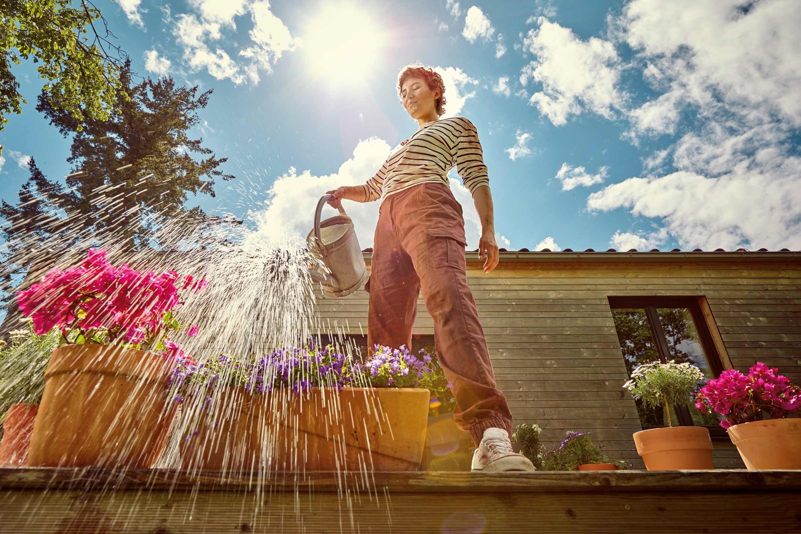 Mediterrane Pflanzen HORNBACH