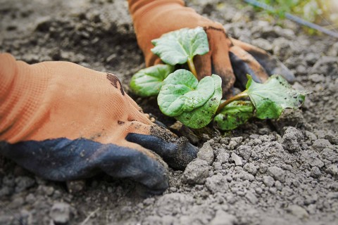 Rindenmulch & Lavamulch kaufen bei HORNBACH