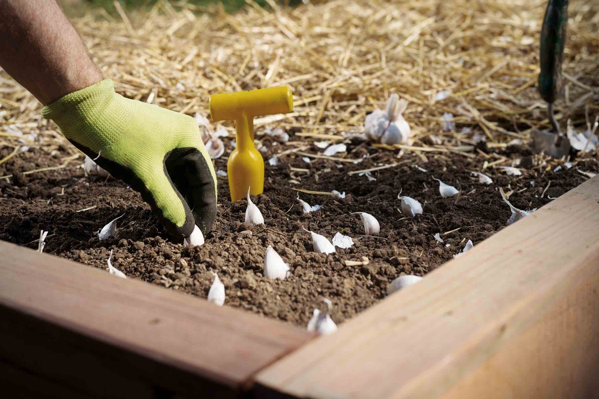 Knoblauch pflanzen HORNBACH