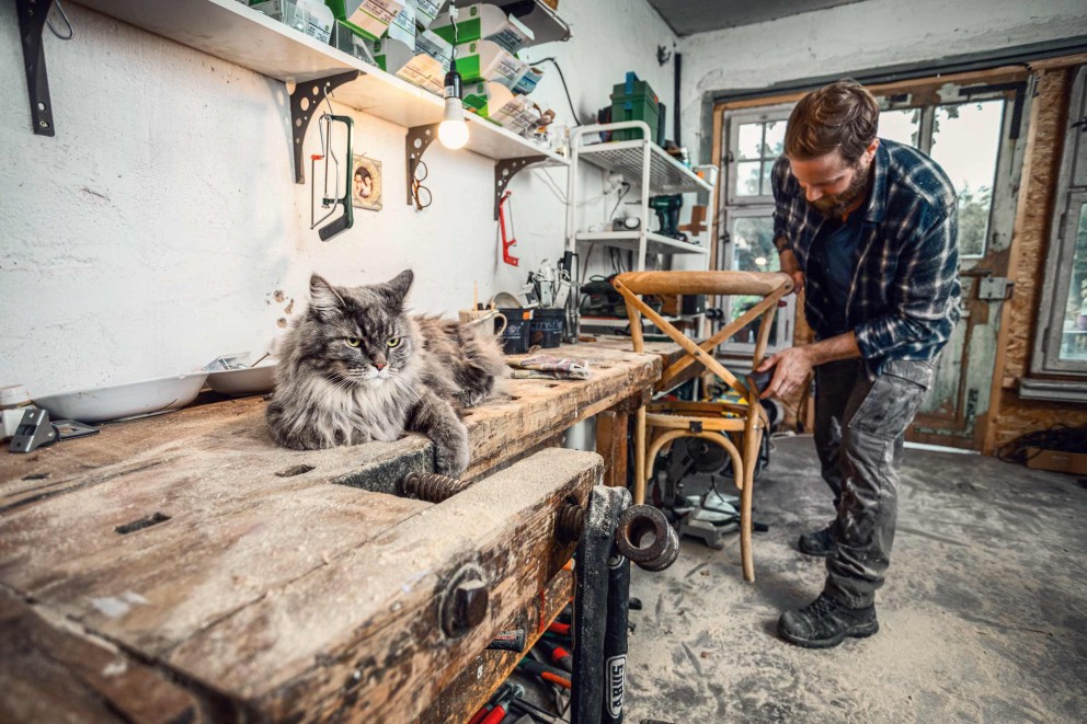 Katzen Ernährung Katzen Ernährung