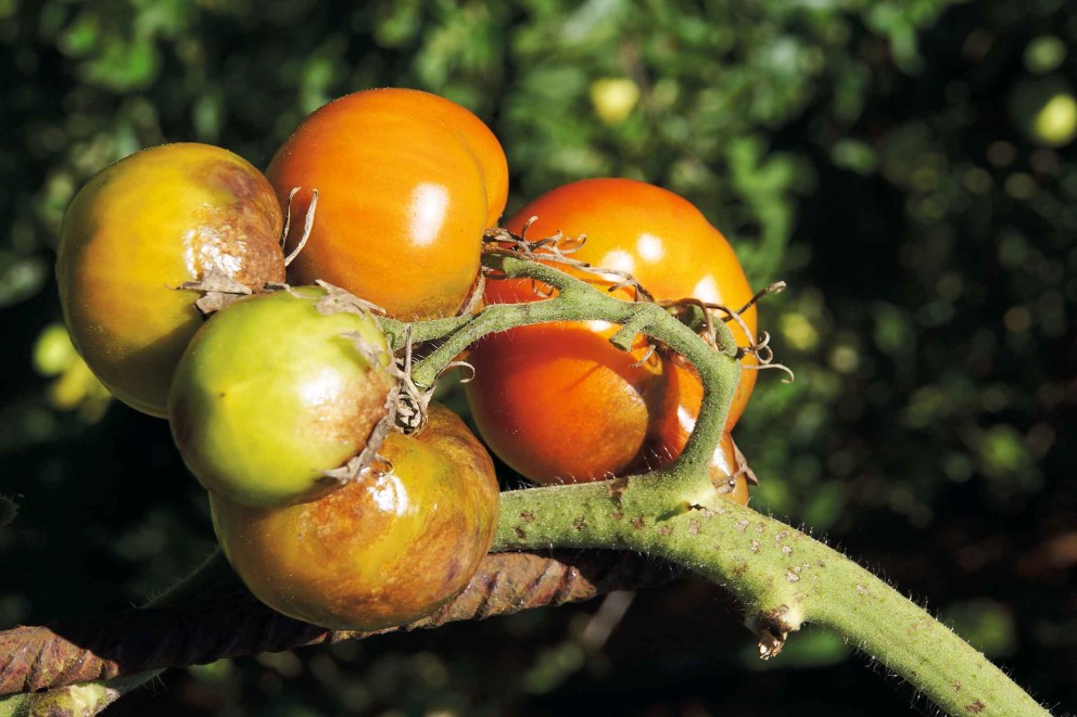 
							Braunfäule bei Tomaten bekämpfen
						