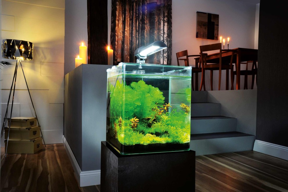 Dekoratives, beleuchtetes Aquarium mit Pflanzen auf einem Podest in einem Zimmer