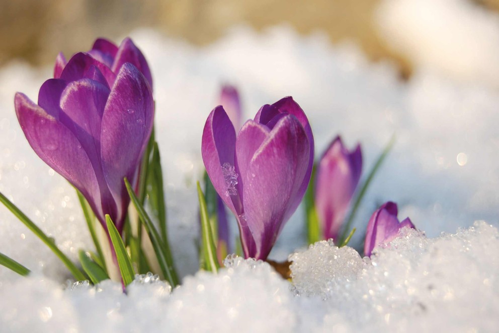 was blueht im winter krokus was blueht im winter krokus