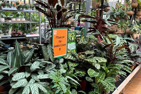 Pflanzen kaufen bei HORNBACH