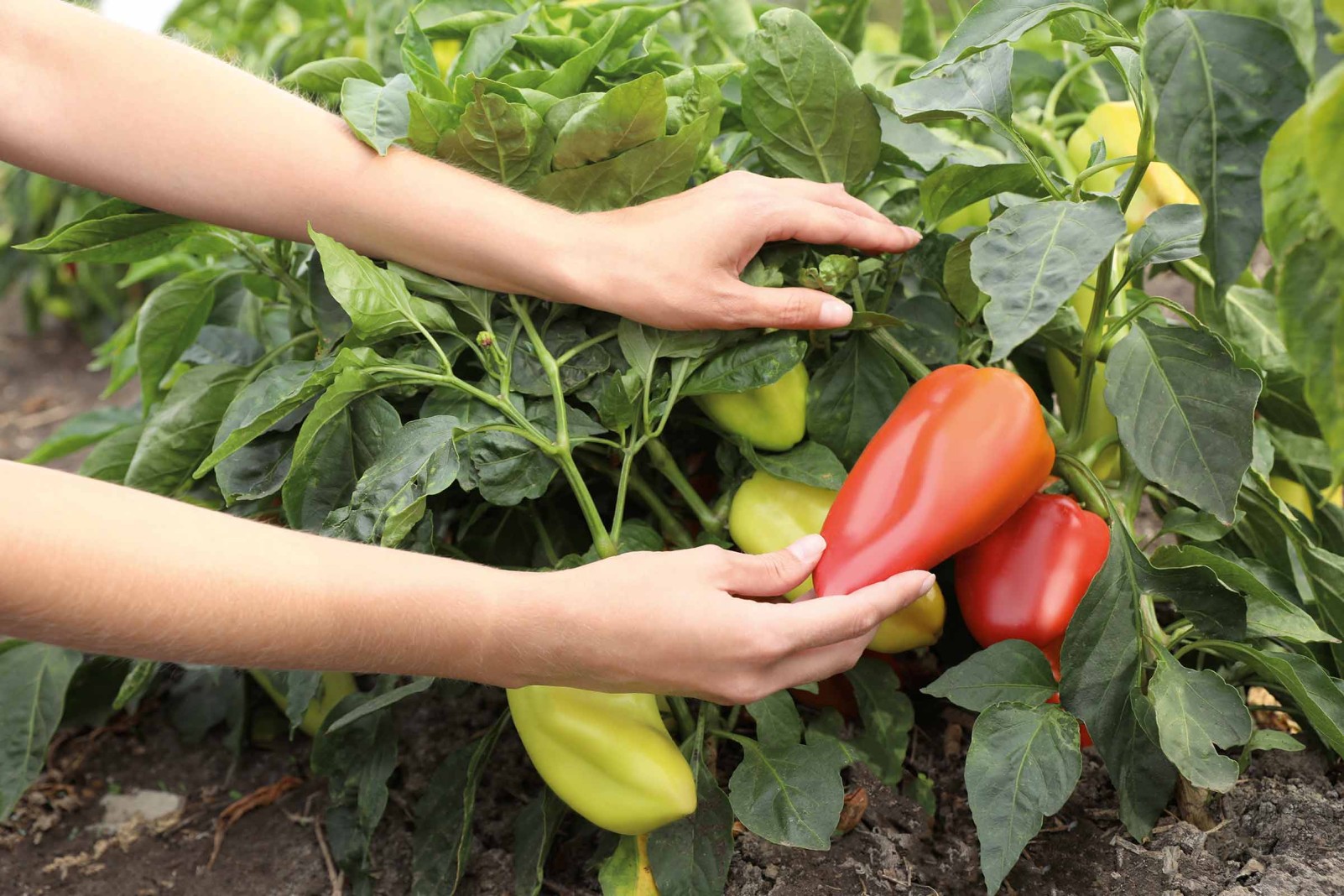 Paprika pflanzen So gelingt Dein Gemüseprojekt HORNBACH