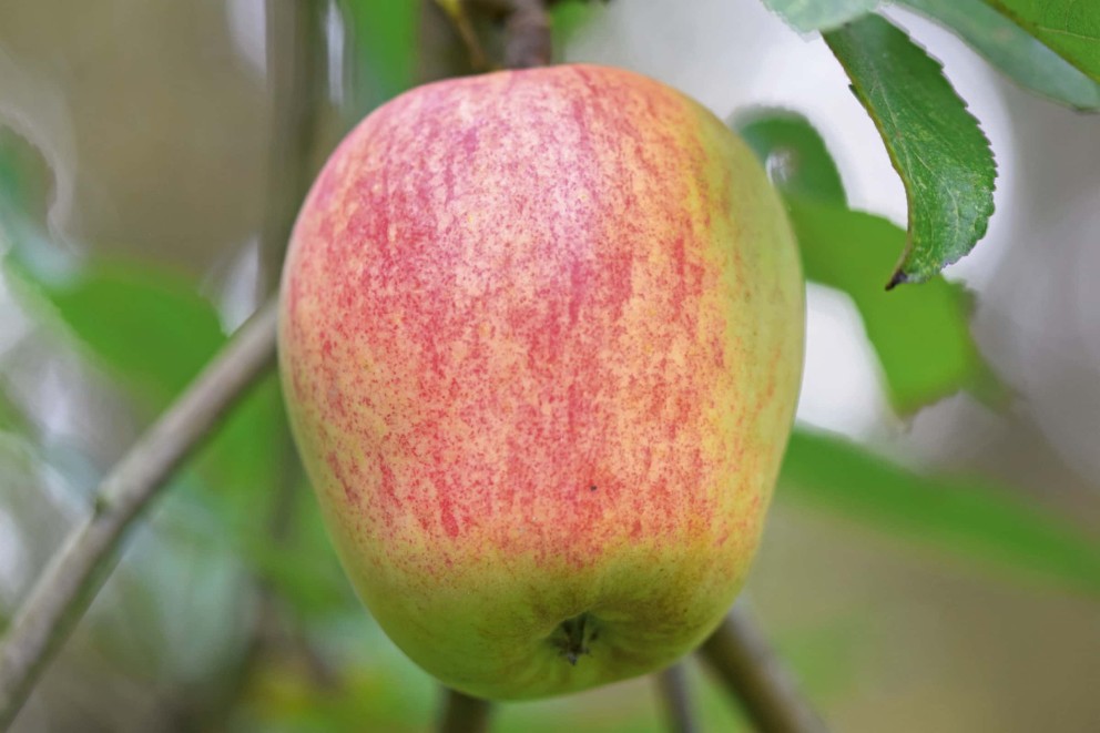 
				apfel finkenwerder

			