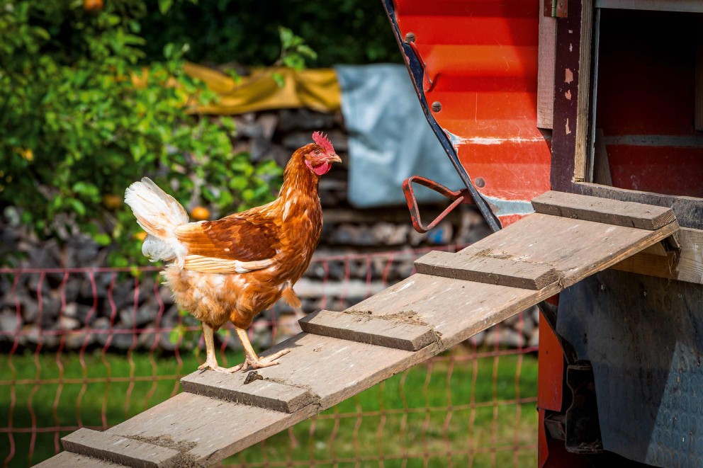 Huhn auf einer Rampe vor einem Hühnerstall