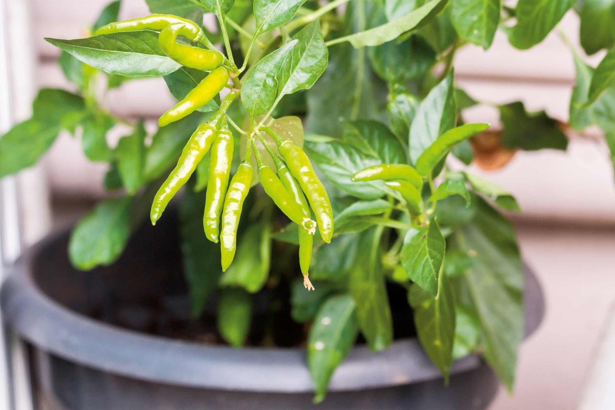 Peperoni pflanzen so baust Du milde Chilis an HORNBACH