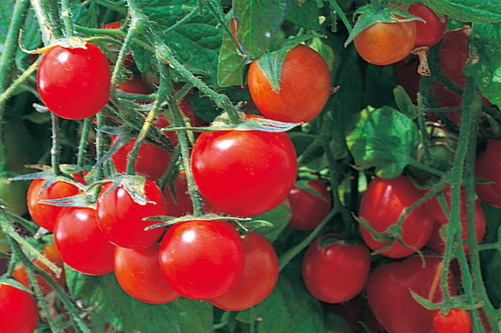 
				tomatensorten cocktailtomaten

			