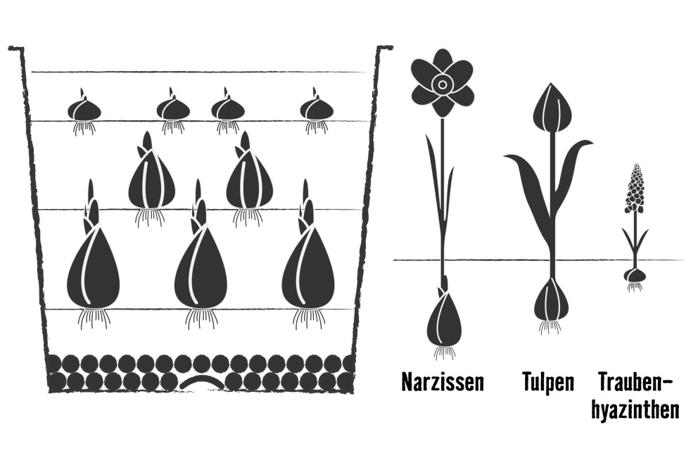 Illustration der Pflanzung von Narzissen, Tulpen und Traubenhyazinthen
