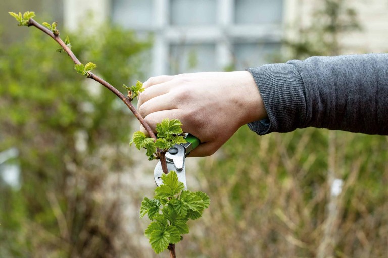 Himbeeren schneiden