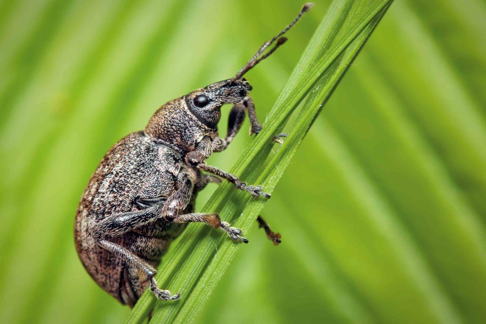 Ein Rüsselkäfer auf einem grünen Blatt
