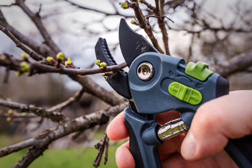 Nahaufnahme einer Gartenschere beim Beschneiden eines Astes mit Knospen.