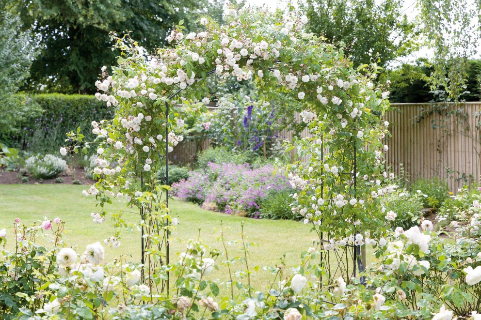 ramblerrose ramblerrose