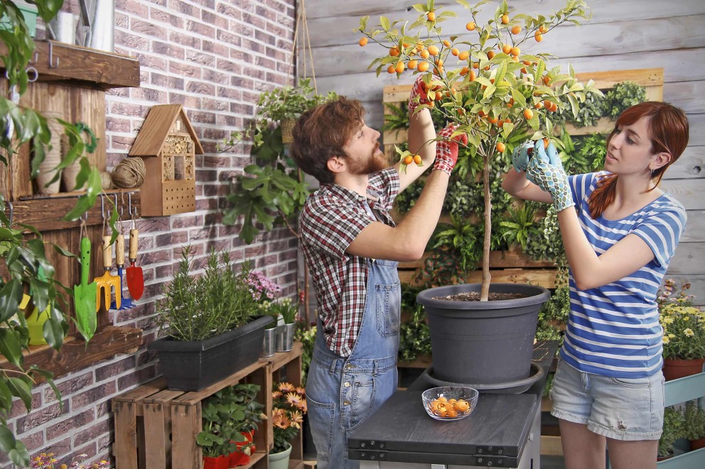 Obst Balkon Obst Balkon