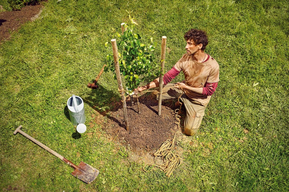 obstbaeume anbinden obstbaeume anbinden