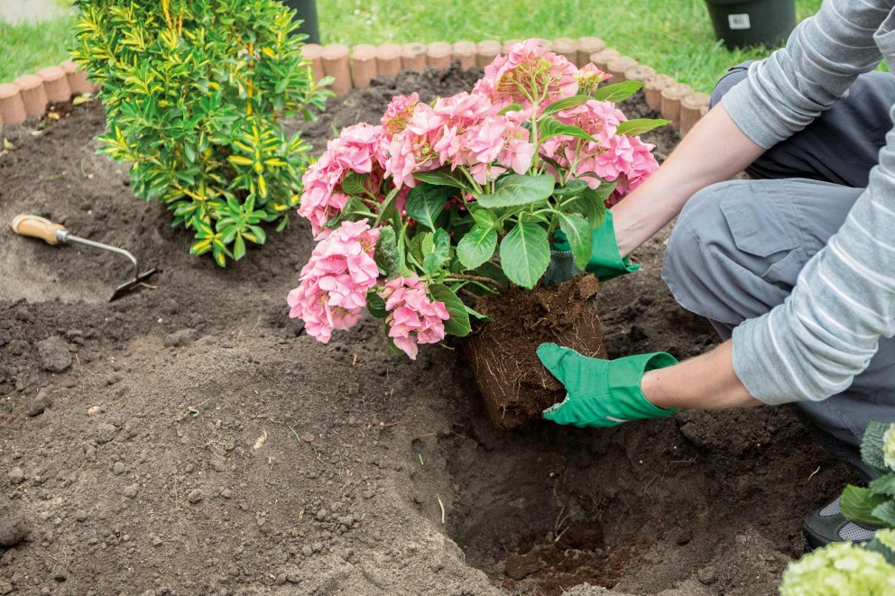 blumen einpflanzen blumen einpflanzen