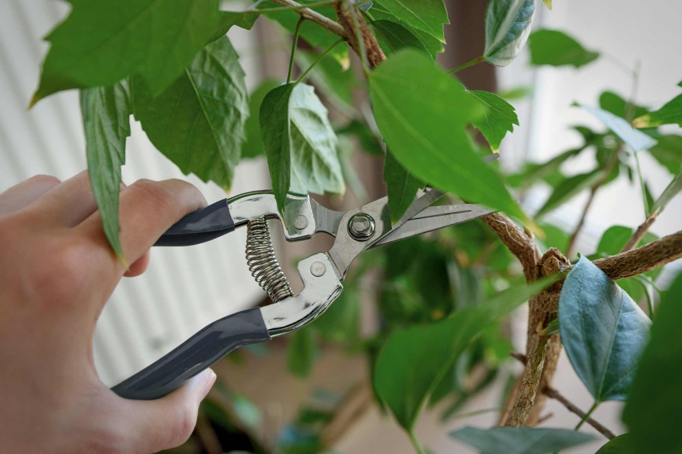 Gartenarbeit: Astschere schneidet Zweig
