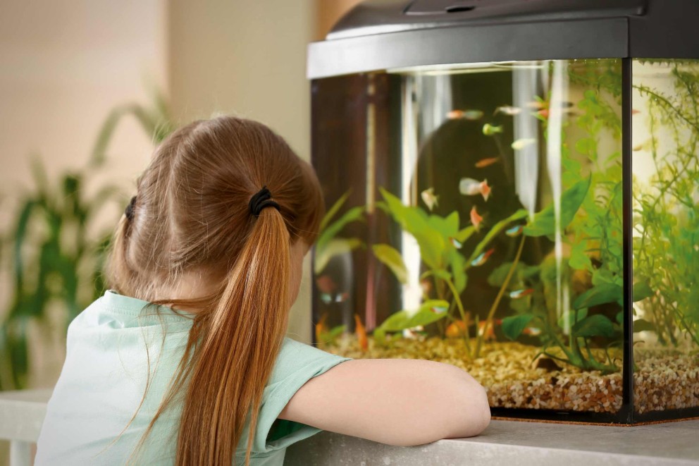 Aquarium voor kinderen | HORNBACH
