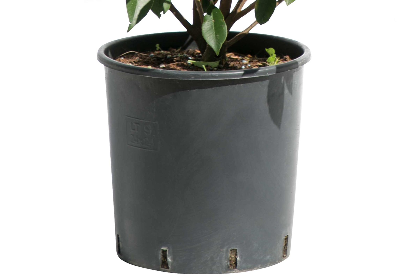 Hecke pflanzen HORNBACH