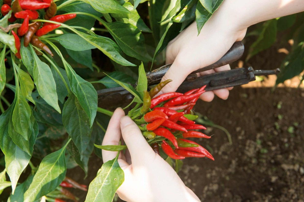 Chili pflanzen HORNBACH