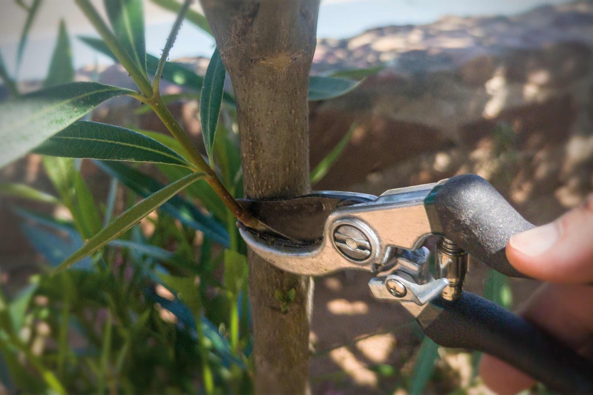 Wie Schneide Ich Meinen Oleander Im Herbst Oleander schneiden: Pflege- und Schnitt-Ratgeber | HORNBACH