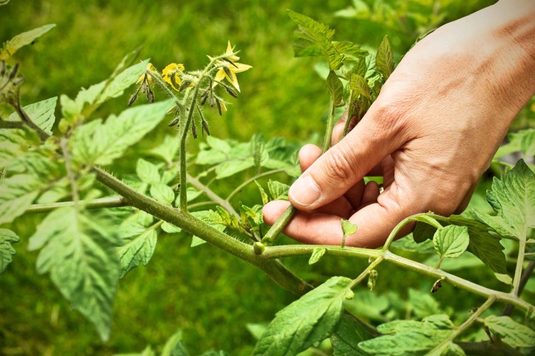 Tomaten ausgeizen