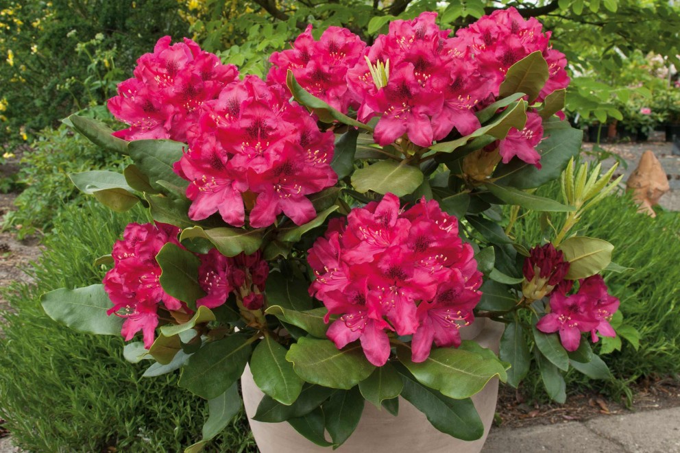 rhododendren pflegen rhododendren pflegen
