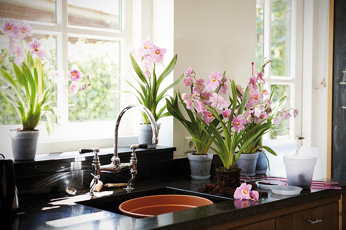 Orchideen pflegen & gießen HORNBACH
