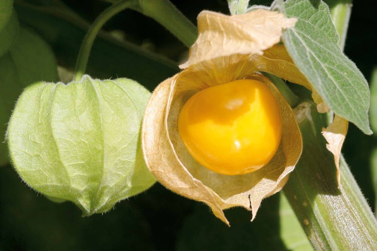 Physalis pflanzen Physalis pflanzen