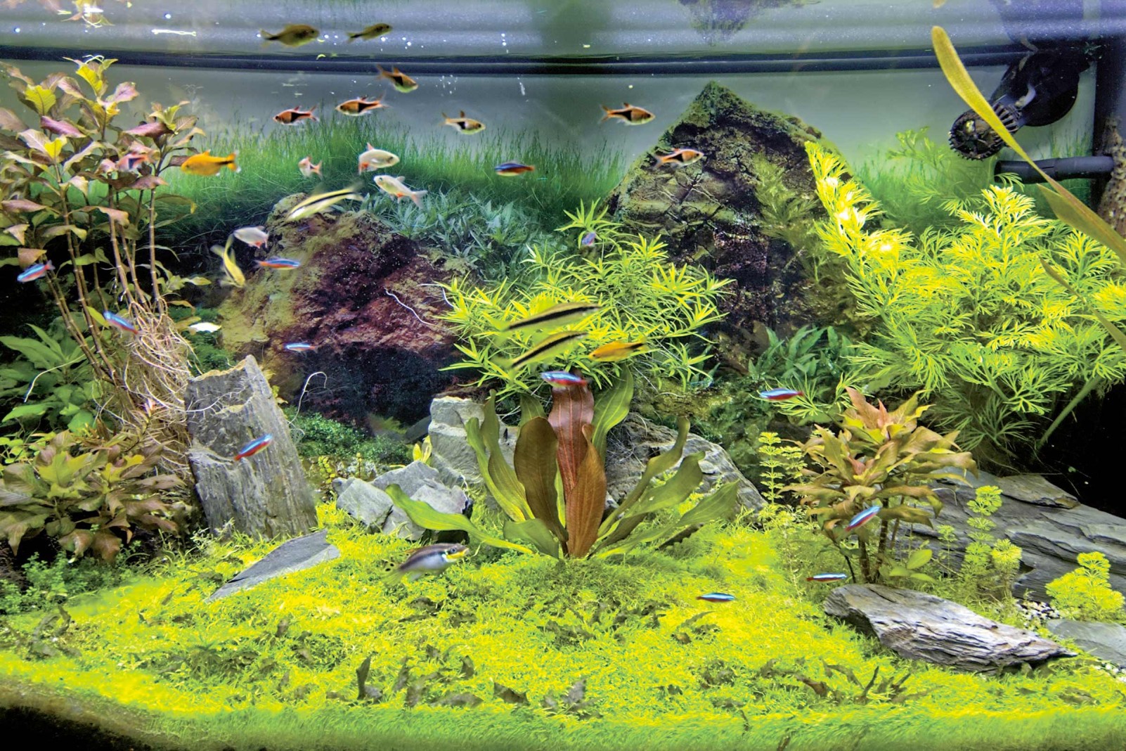 Aquascape: Landschaften unter Wasser anlegen | HORNBACH