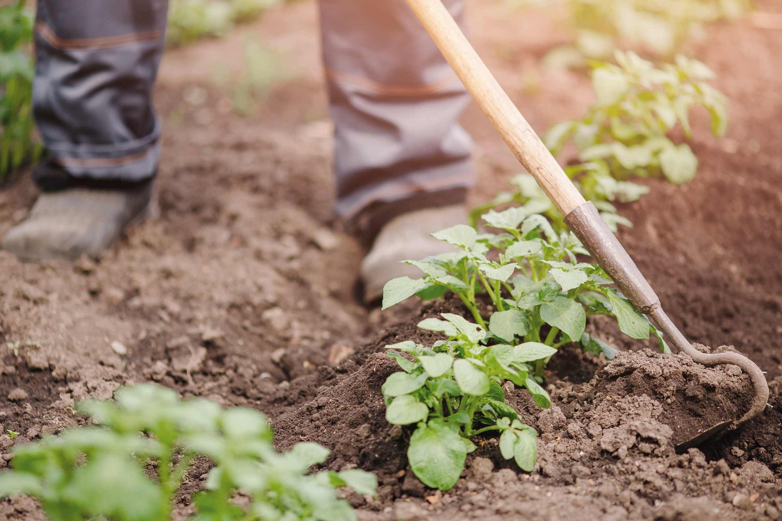 Bodenverbesserung im Garten HORNBACH