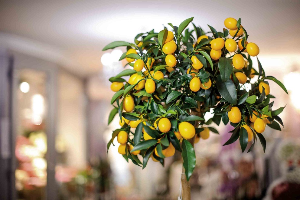Kumquatbaum mit grünen Blättern und gelben Früchten