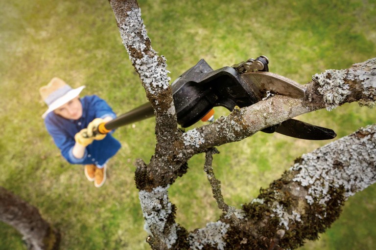 Kirschbaum schneiden Kirschbaum schneiden