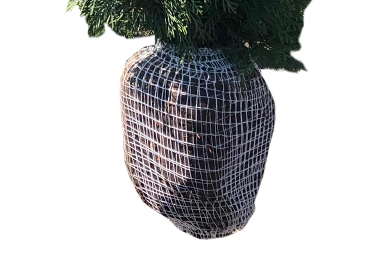 Hecke pflanzen HORNBACH
