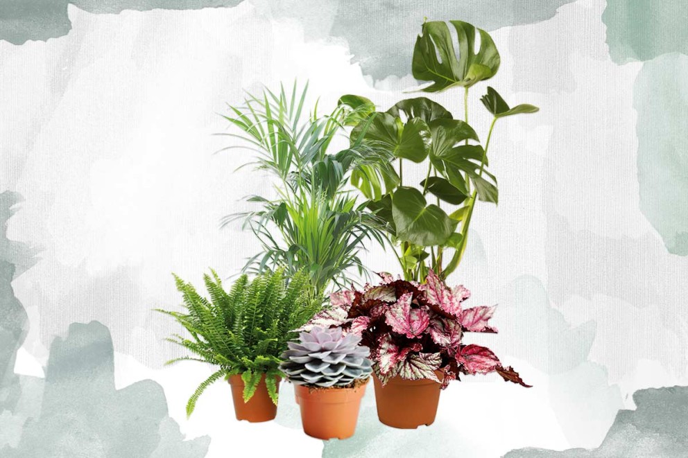 Welke groene kamerplant moet ik kiezen? | HORNBACH