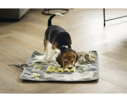 Ein Beagle-Welpe sucht auf einer grauen Schnüffelmatte nach Futter.