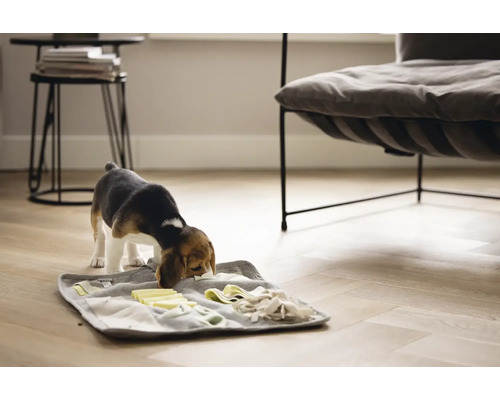 Beaglewelpe sucht Futter auf einer Schnüffelmatte in einem Wohnzimmer