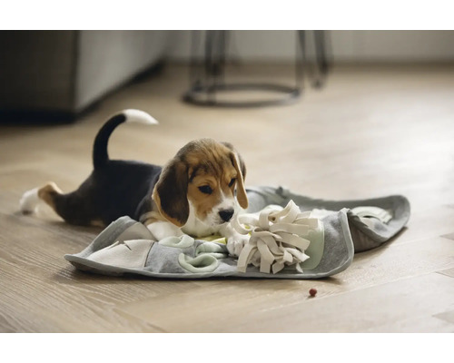 Beaglewelpe spielt mit einem interaktiven Schnüffelteppich zur Förderung der Intelligenz.