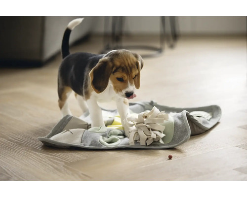 Beaglewelpe spielt auf einer interaktiven Hundespielmatte.
