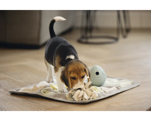 Beagle Welpe spielt mit Schnüffelteppich und Intelligenzspielzeug