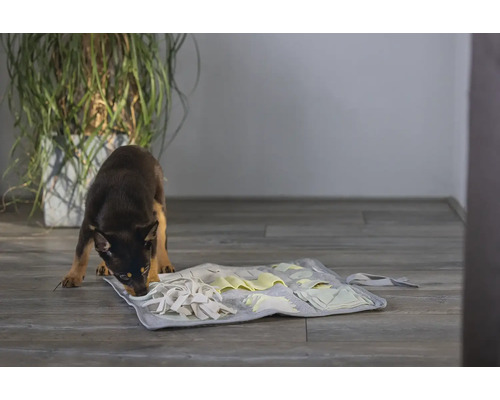 Hund schnüffelt an einer interaktiven Schnüffelmatte zur Futter- oder Leckerlisuche.