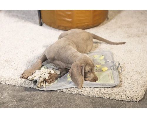 Ein Weimaraner Welpe ruht auf einer interaktiven Hundematte auf einem Teppich.