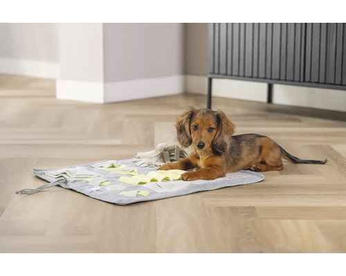 Dackel liegt auf einer Schnüffelmatte für Hunde