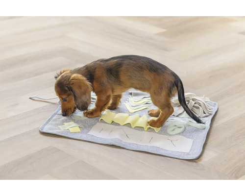 Dackelwelpe sucht auf einer grauen Schnüffelmatte nach Futter